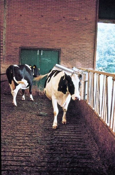 Vink Cattle Brush