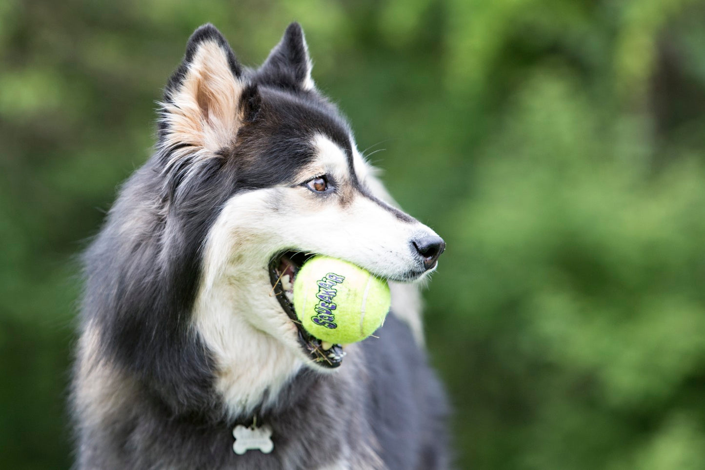 KONG Air Squeaker Tennis Ball XL 10,1 cm 1 pcs.
