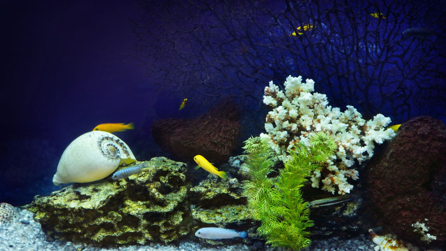 Aquarium Gravel, Substrates & Decorations