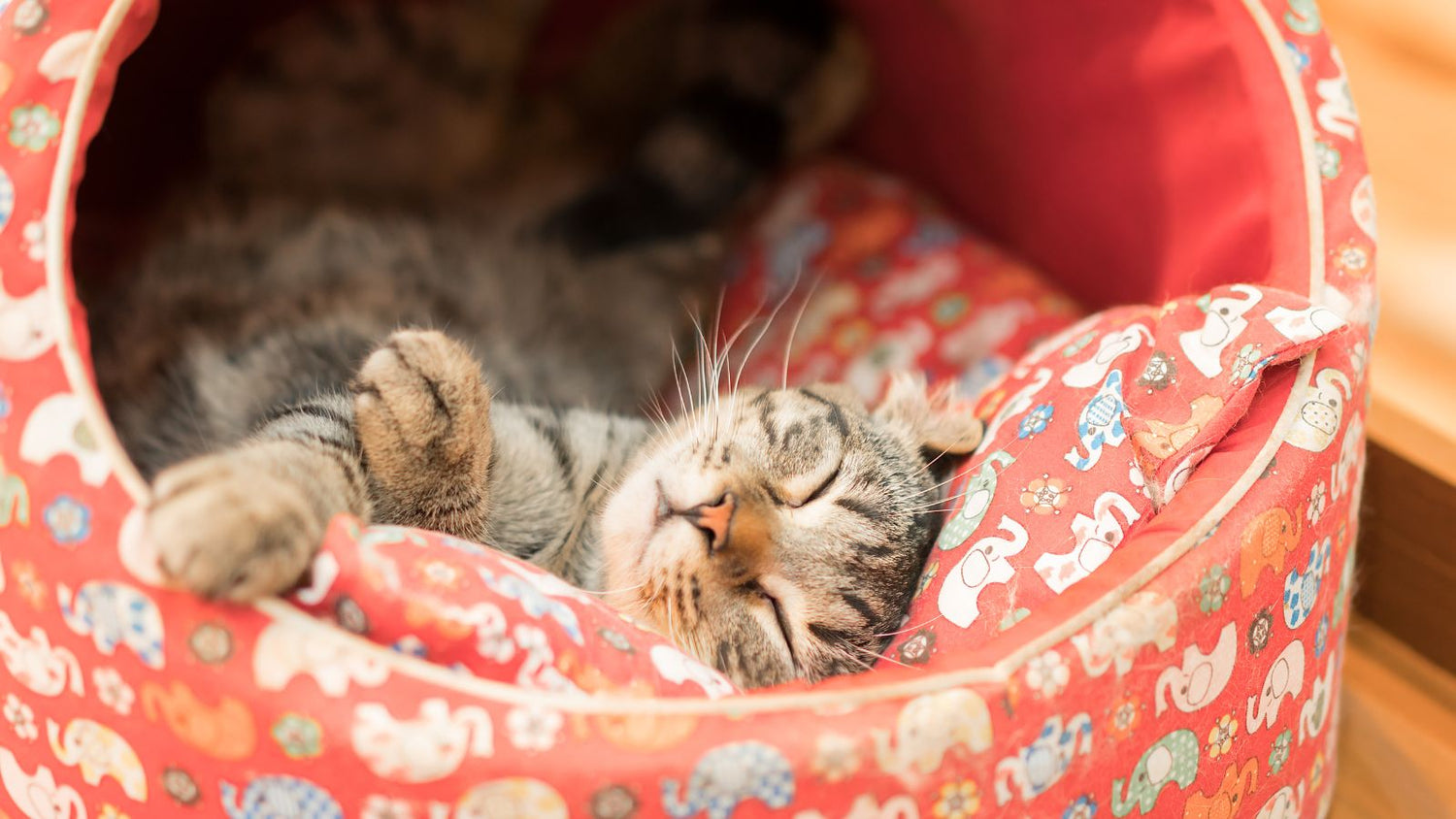 Cat Beds, Blankets & Transport