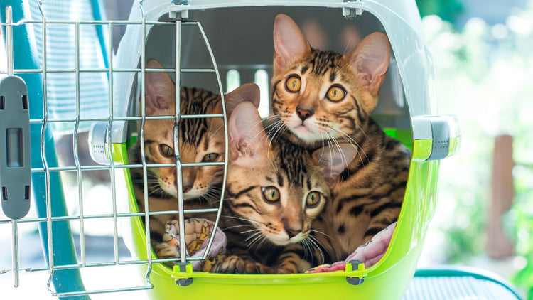 Pet Carriers & Crates