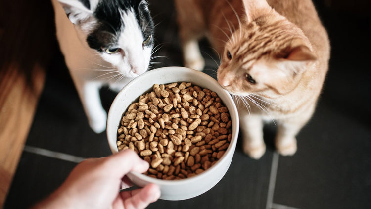 Cat Food & Snacks