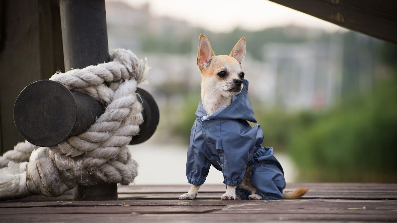Dog Apparel & Clothing
