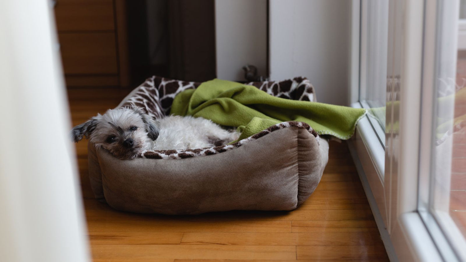 Dog Beds, Blankets & Transport