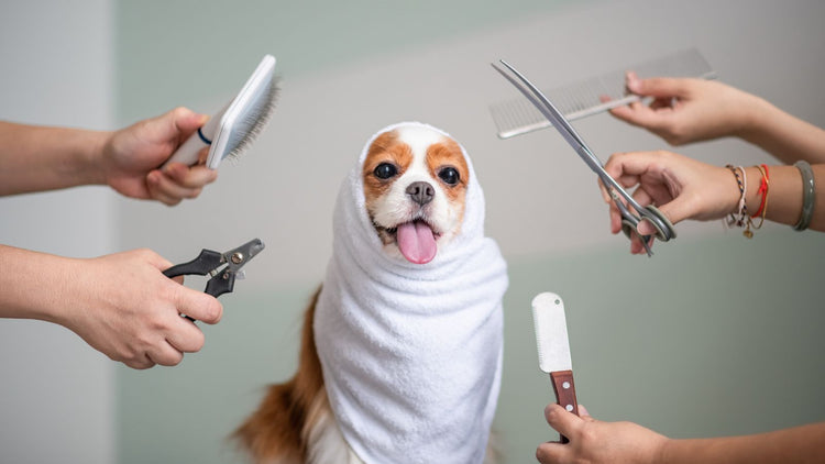 Dog Grooming, Health & Hygiene
