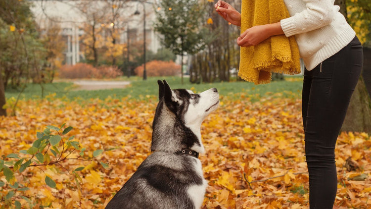 Dog Training & Behaviour Control