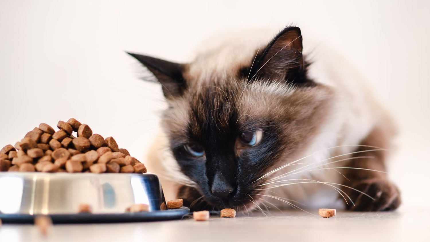 Cat Food & Drinking Bowls