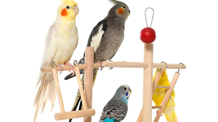 Bird Perches & Swings