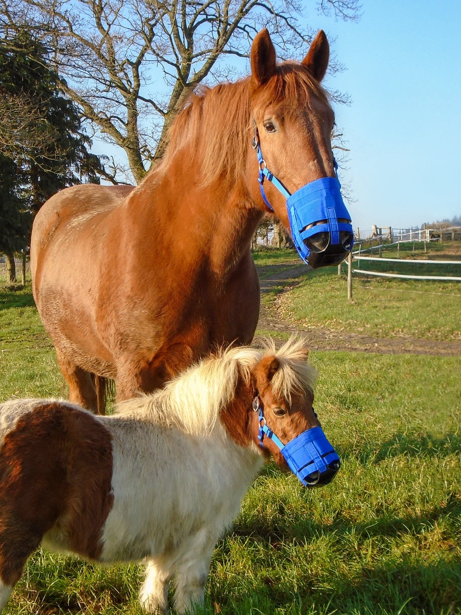 Grazing muzzle The Ultimate Muzzle Pony