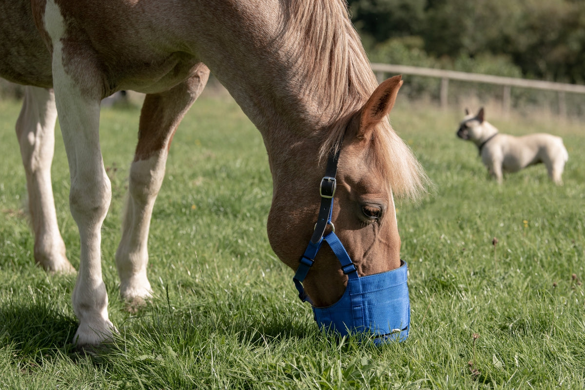 Grazing muzzle The Ultimate Muzzle Pony