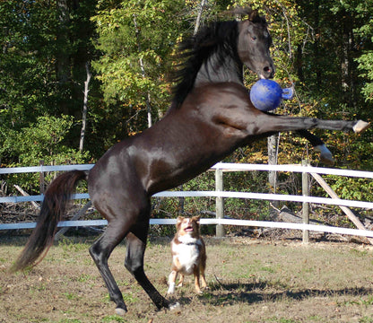Jolly Ball 20cm Red Horse and Dog