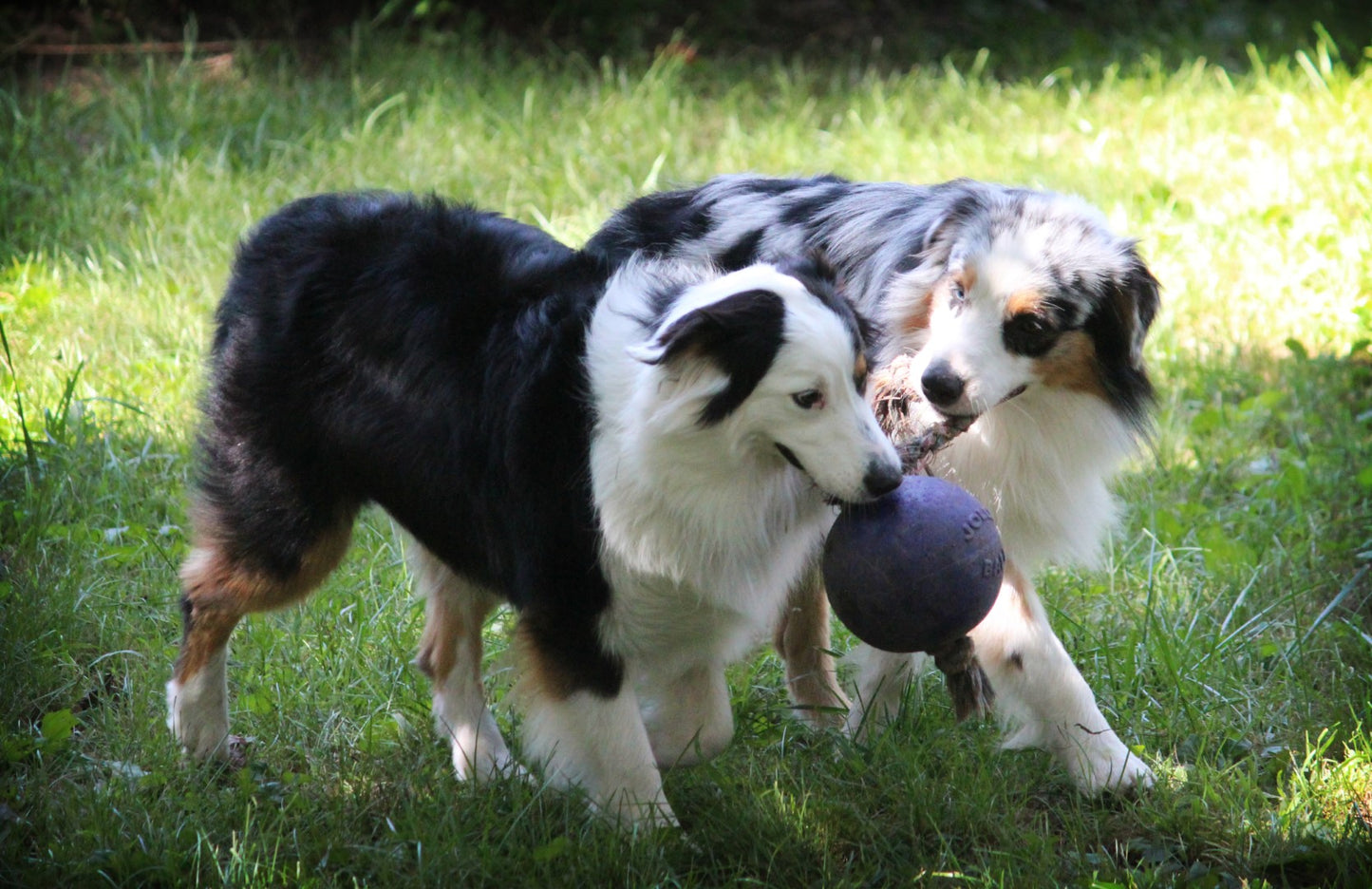 Jolly Ball Romp-n-Roll 10 cm Blue