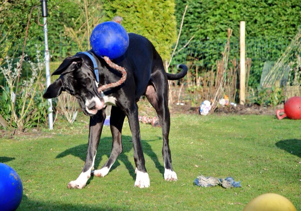 Jolly Ball Romp-n-Roll 10 cm Blue