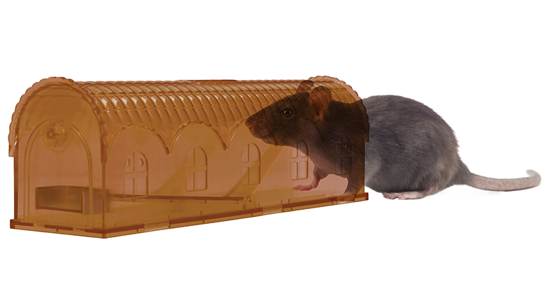 Knock Pest Rat trap Alive