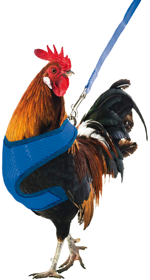 Gaun Chicken harness