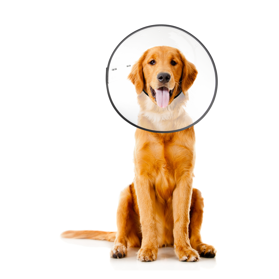 Plastic elizabethan collar hot sale